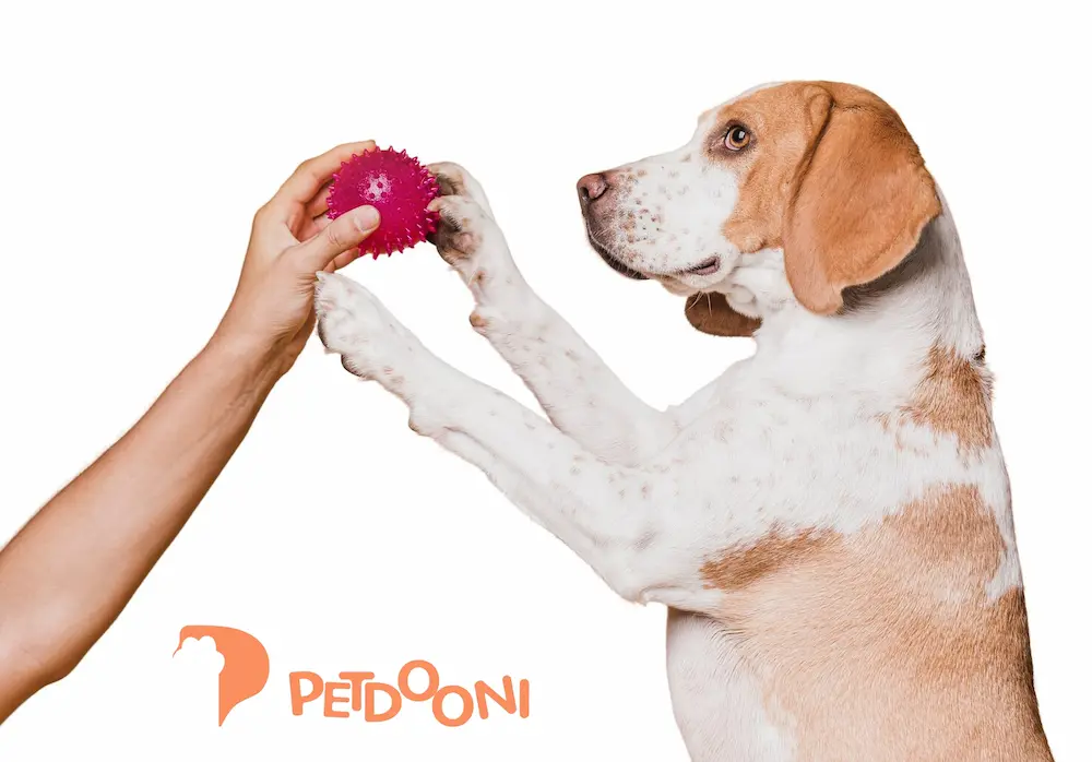 اهمیت انتخاب توپ بازی مناسب برای سگ  انتخاب یک توپ بازی سگ استاندارد، بسیار فراتر از یک سرگرمی ساده است. توپ‌ها در واقع وسیله‌ای برای افزایش تحرک بدنی، تقویت ذهن و حتی ایجاد پیوند عاطفی عمیق‌تر میان شما و سگتان به شمار می‌روند. بر اساس تحقیقات، سگ‌هایی که به طور منظم با توپ بازی می‌کنند، کمتر دچار مشکلات رفتاری مانند اضطراب، بی‌قراری، تخریب وسایل خانه و چاقی می‌شوند. این بازی علاوه بر تخلیه انرژی اضافی، به بهبود تمرکز و آموزش فرمان‌پذیری نیز کمک می‌کند.  از سوی دیگر، خرید توپ بازی سگ مناسب می‌تواند نقش مهمی در سلامت دهان و دندان حیوان داشته باشد. توپ‌هایی که از جنس‌های ایمن و استاندارد ساخته شده‌اند، به تقویت لثه‌ها و جلوگیری از آسیب به دندان‌ها کمک می‌کنند. در مقابل، استفاده از توپ‌های بی‌کیفیت یا نامناسب ممکن است منجر به مشکلات جدی دهان و حتی بلعیدن تکه‌های خطرناک شود.  به همین دلیل توصیه می‌شود پیش از خرید، حتماً از راهنمای خرید توپ بازی سگ در پت‌شاپ آنلاین پتدونی استفاده کنید تا بتوانید با انتخابی آگاهانه، علاوه بر سرگرمی و نشاط، سلامت جسمی و روانی سگ خود را نیز تضمین کنید.